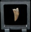 Nice, Serrated, Tyrannosaur (Nanotyrannus) Tooth - Montana #48299-2